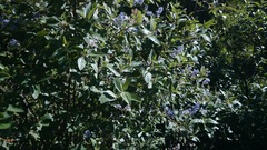 Ceanothus caeruleus