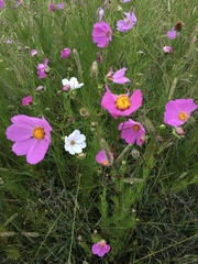 Cosmos bipinnatus
