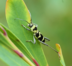 Chlorophorus curtisi