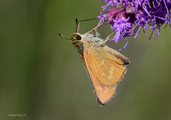 Hesperia meskei straton