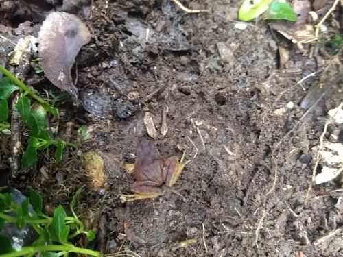 Miguel's Ground Frog, Eupsophus migueli