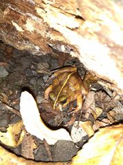 Eupsophus emiliopugini