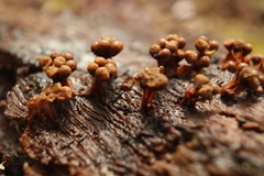 Oligonema verrucosum