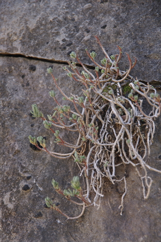 Image of Sedum havardii by (c) Eric Knight, some rights reserved (CC BY)