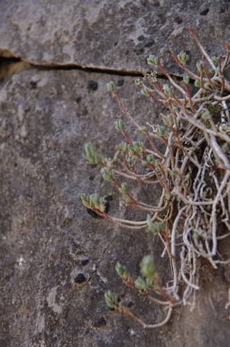 Image of Sedum havardii by (c) Eric Knight, some rights reserved (CC BY)