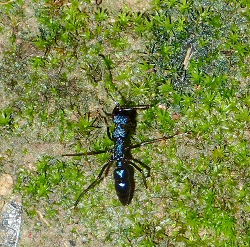 Leptogenys cyanicatenaLeptogenys cyanicatena