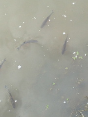 Squalius cephalus