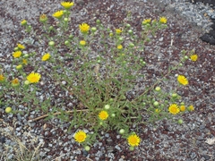 Grindelia squarrosa serrulata