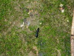 Leptogenys cyanicatena