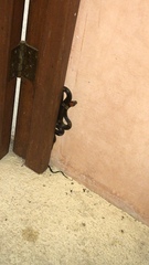 Pseudoleptodeira latifasciata