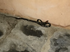 Pseudoleptodeira latifasciata