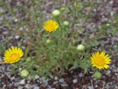 Grindelia squarrosa serrulata