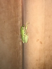 Pseudoleptodeira latifasciata