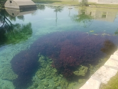 Ludwigia repens