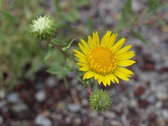 Grindelia squarrosa serrulata