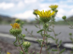 Grindelia squarrosa serrulata