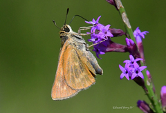 Hesperia meskei straton