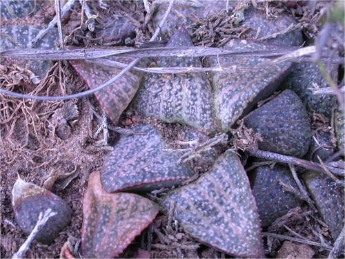 Haworthia magnifica Poelln. 3