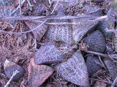 Haworthia magnifica