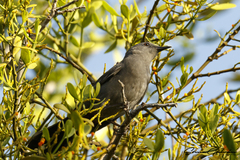 Dumetella carolinensis