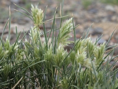 Blepharidachne kingii