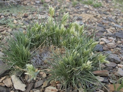 Blepharidachne kingii