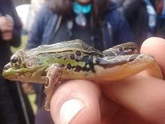 Lithobates spectabilis
