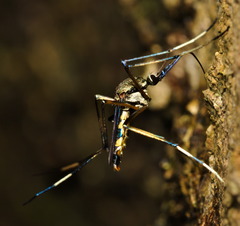 Toxorhynchites splendens