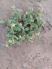 Solanum hoplopetalum