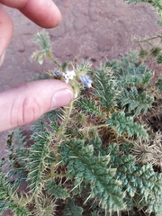 Solanum hoplopetalum