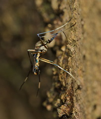 Toxorhynchites splendens