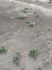 Solanum hoplopetalum