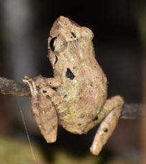 Pristimantis palmeri