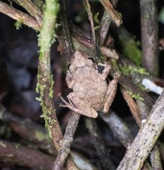 Pristimantis palmeri