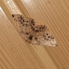 Isochromodes bellona