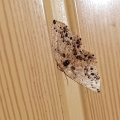 Isochromodes bellona