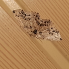 Isochromodes bellona