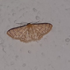 Idaea similinea