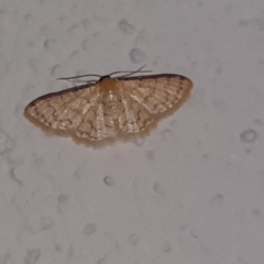 Idaea similinea