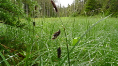 Carex pluriflora