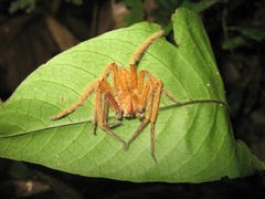 Heteropoda davidbowie