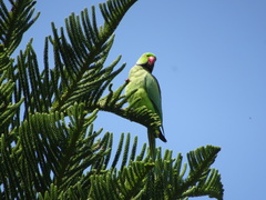 Psittacula krameri