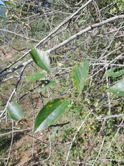 Grewia biloba