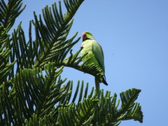 Psittacula krameri