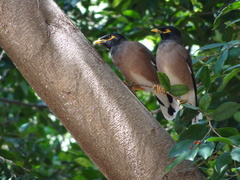 Acridotheres tristis