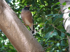 Acridotheres tristis