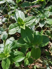 Spermacoce latifolia