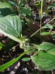 Spermacoce latifolia