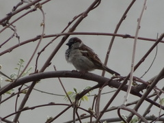 Passer domesticus