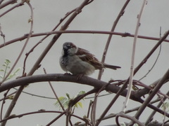 Passer domesticus